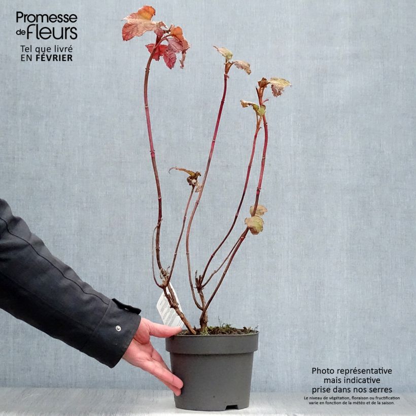 Amostra de Hydrangea quercifolia Alice - Hortensia à feuilles de chêne Vaso de 2 L/3 L tal como entregue no inverno