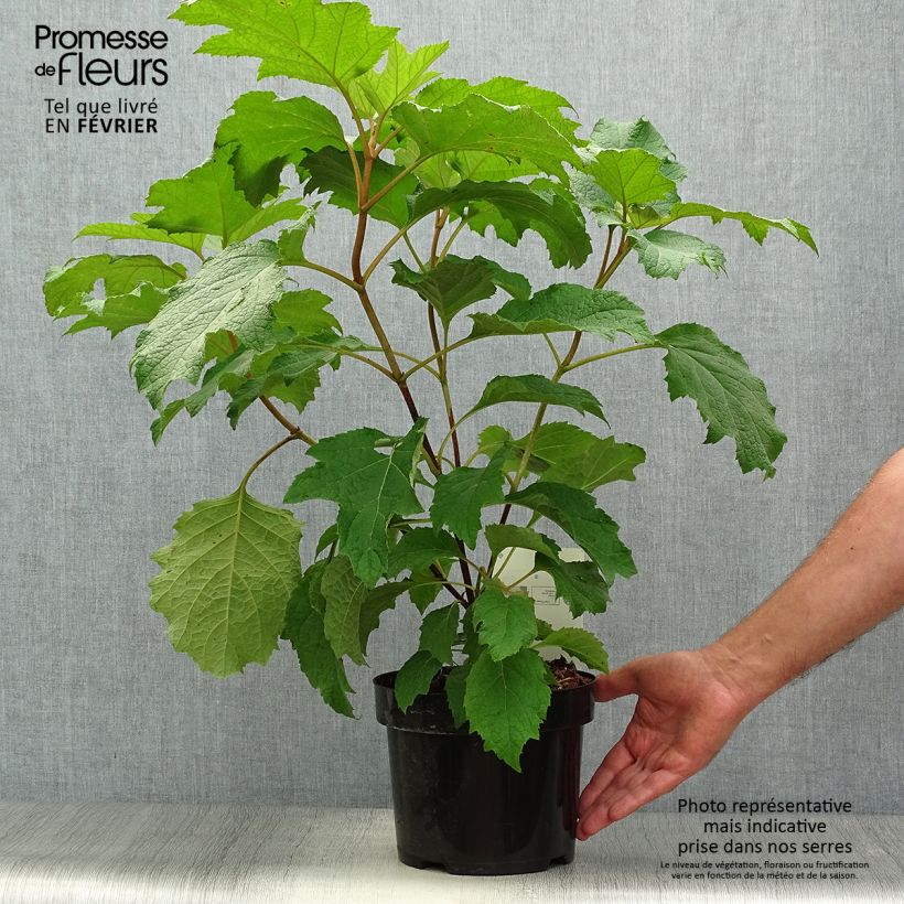 Amostra de Hortênsia quercifolia Burgundy Vaso de 2 L/3 L tal como entregue no outono