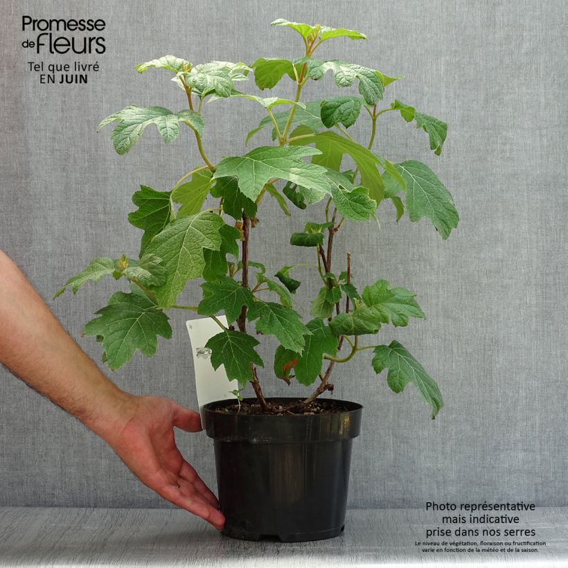 Amostra de Hortênsia quercifolia Burgundy Vaso de 2 L/3 L tal como entregue no verão