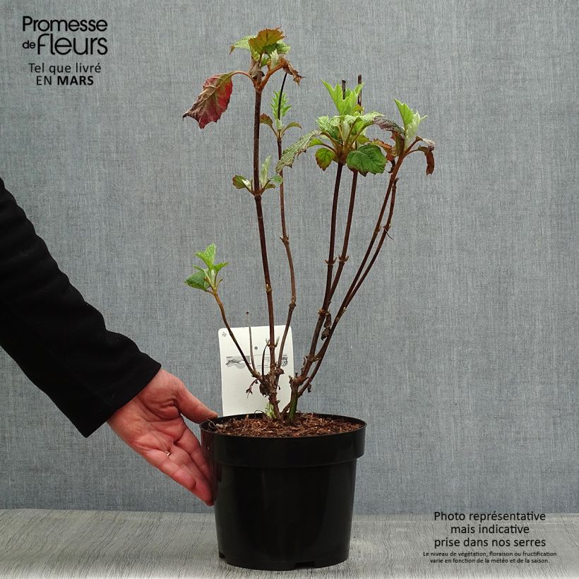 Amostra de Hortênsia quercifolia Burgundy Vaso de 2 L/3 L tal como entregue na primavera