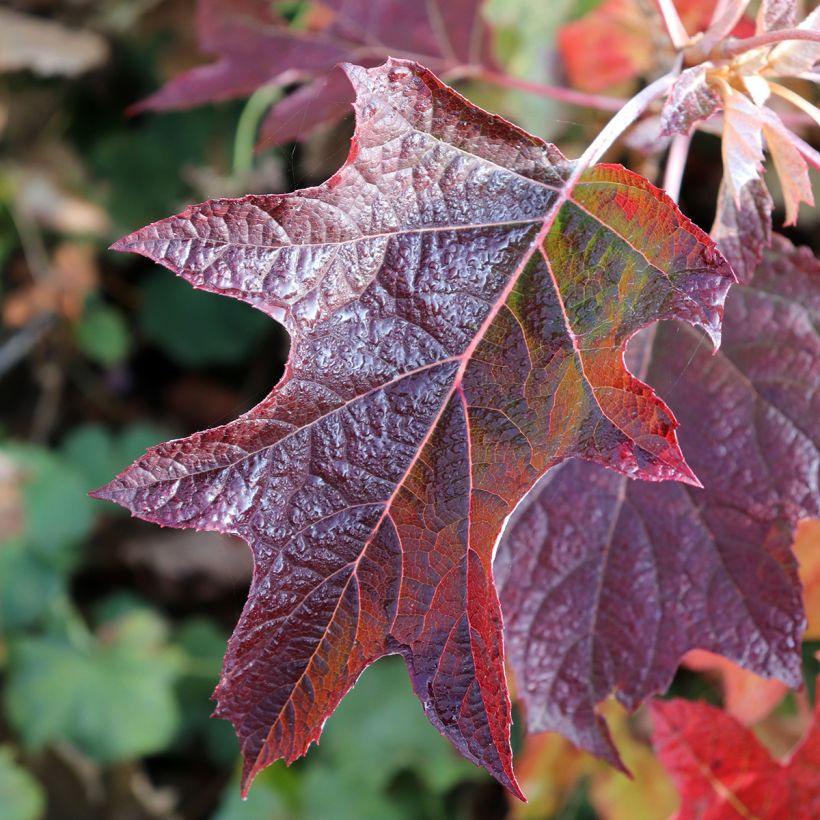 Hortênsia quercifolia Burgundy (Folhagem)