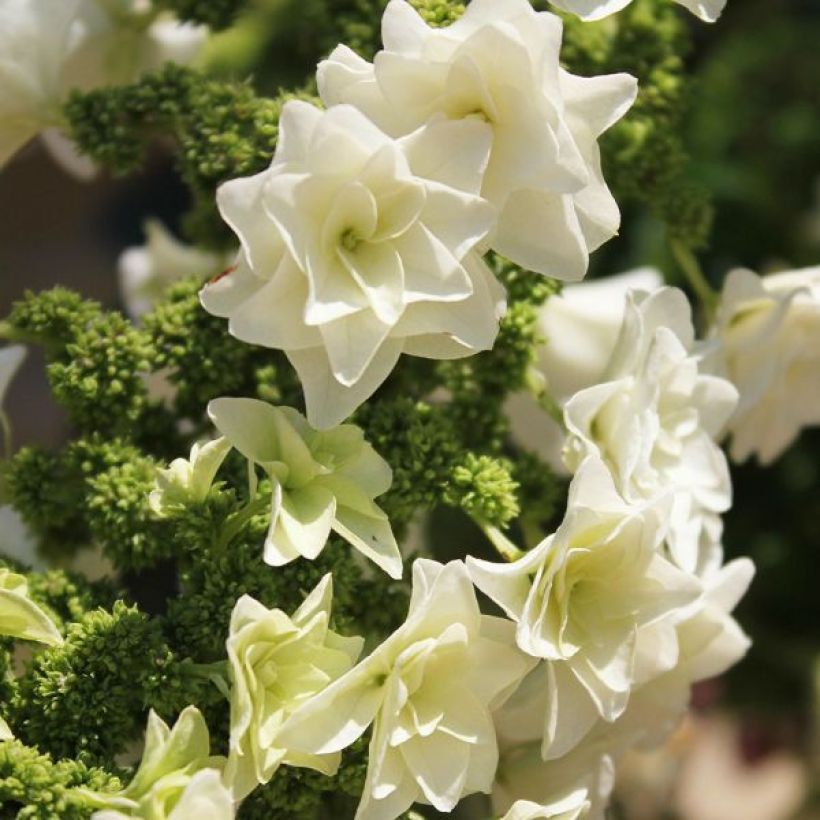 Hortênsia quercifolia Gatsby Star (Floração)