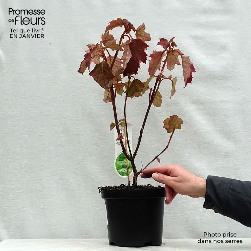 Amostra de Hydrangea quercifolia Harmony - Hortensia à feuilles de chêne Vaso de 2 L/3 L tal como entregue no inverno