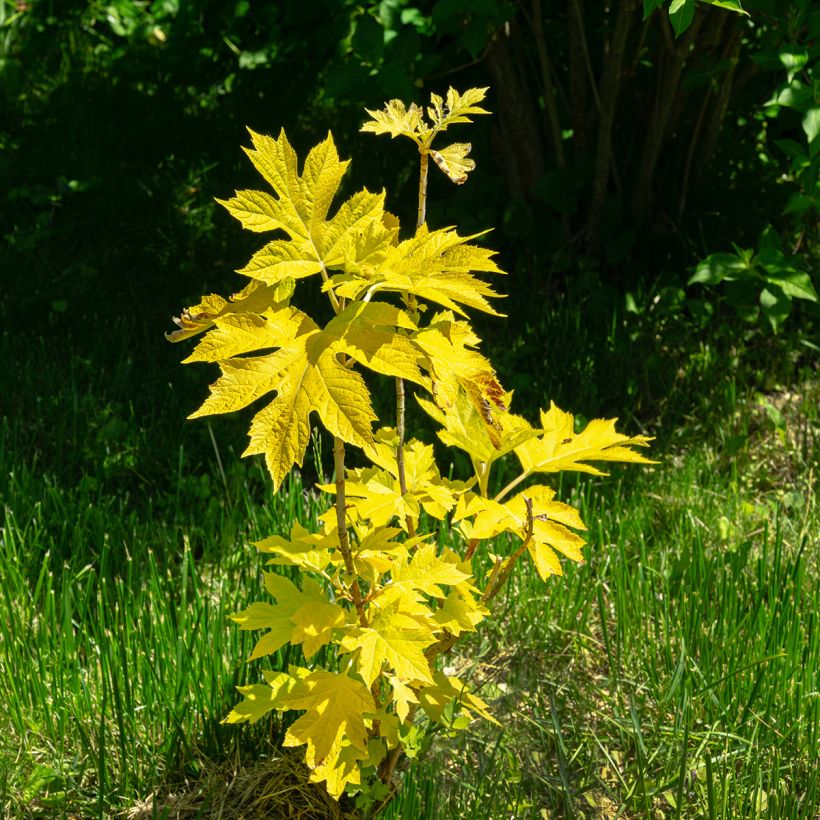 Hortênsia quercifolia Little Honey (Hábito)
