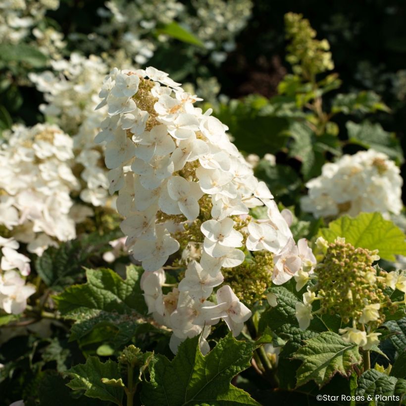 Hortênsia quercifolia Little Yeti (Floração)