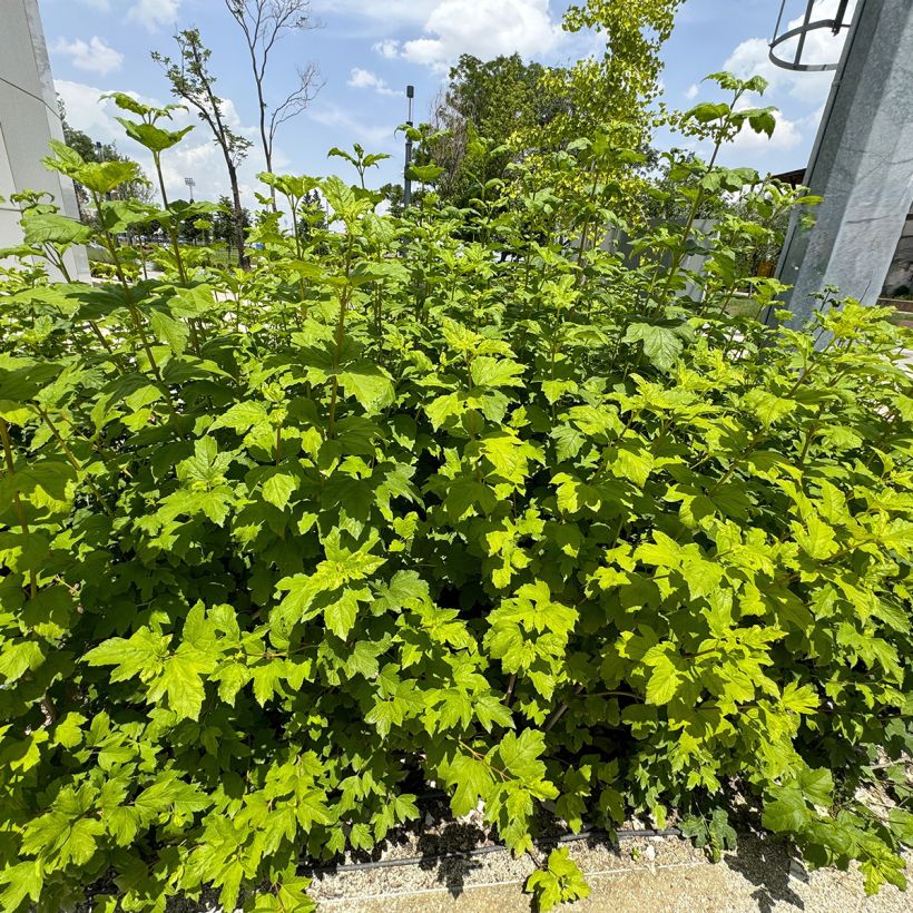 Hortênsia quercifolia Ruby Slippers (Hábito)