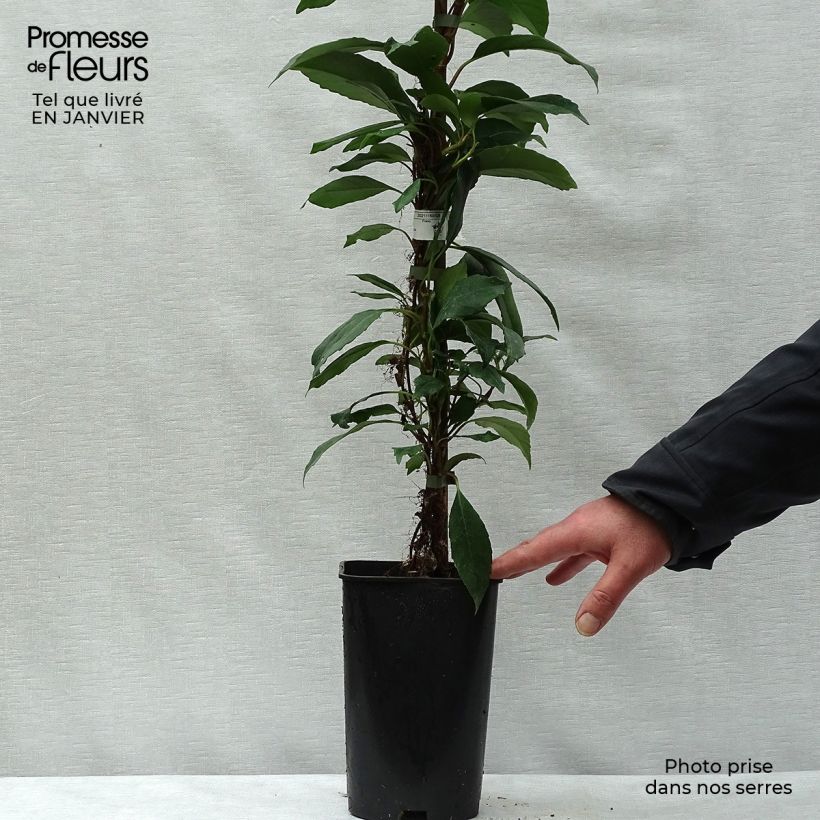 Amostra de Hortensia grimpant - Hydrangea seemanii Pot de 6L/7L tal como entregue no inverno