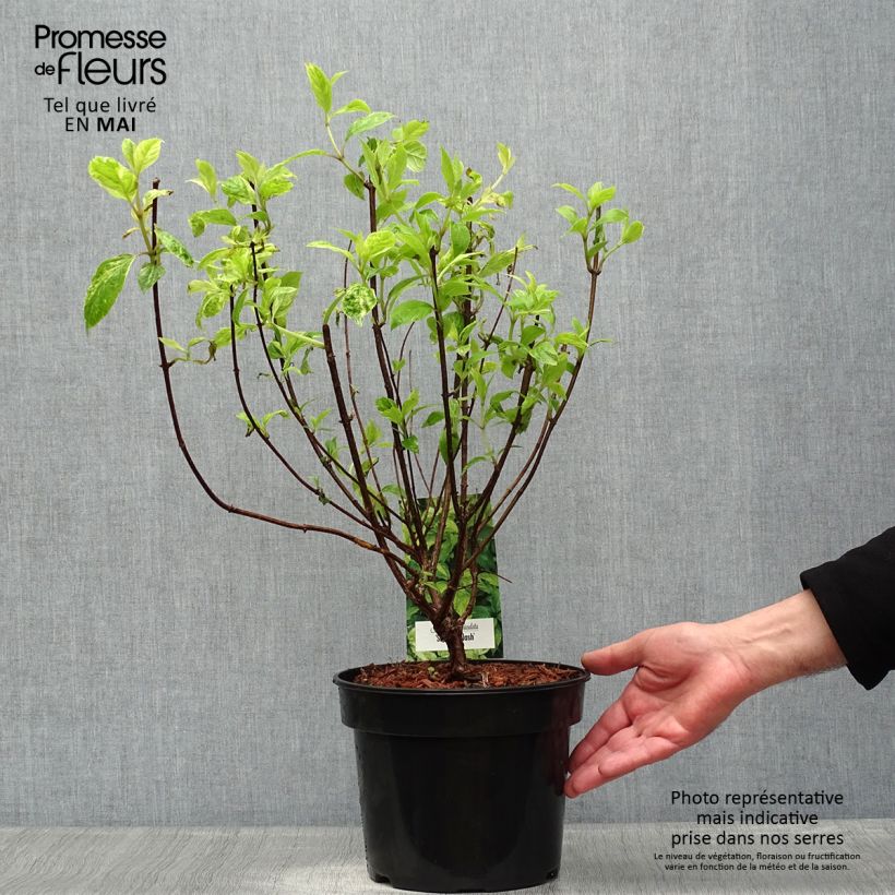 Amostra de Hortênsia paniculata Shikoku Flash Vaso de 3 L/4 L tal como entregue na primavera