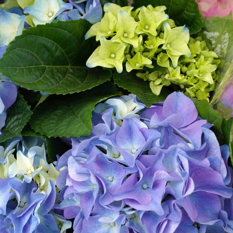Hortênsia macrophylla Early Blue (Floração)