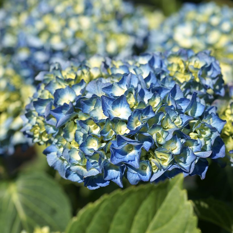 Hortênsia macrophylla Renate Steiniger (Floração)