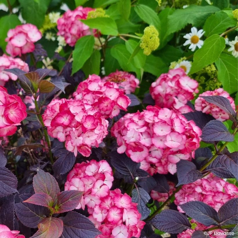 Hortênsia macrophylla Black Velvet (Hábito)