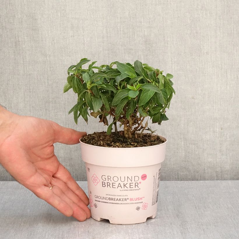 Amostra de Hortênsia paniculata Anã Groundbreaker Blush Vaso de 1 L/1,5 L tal como entregue no outono