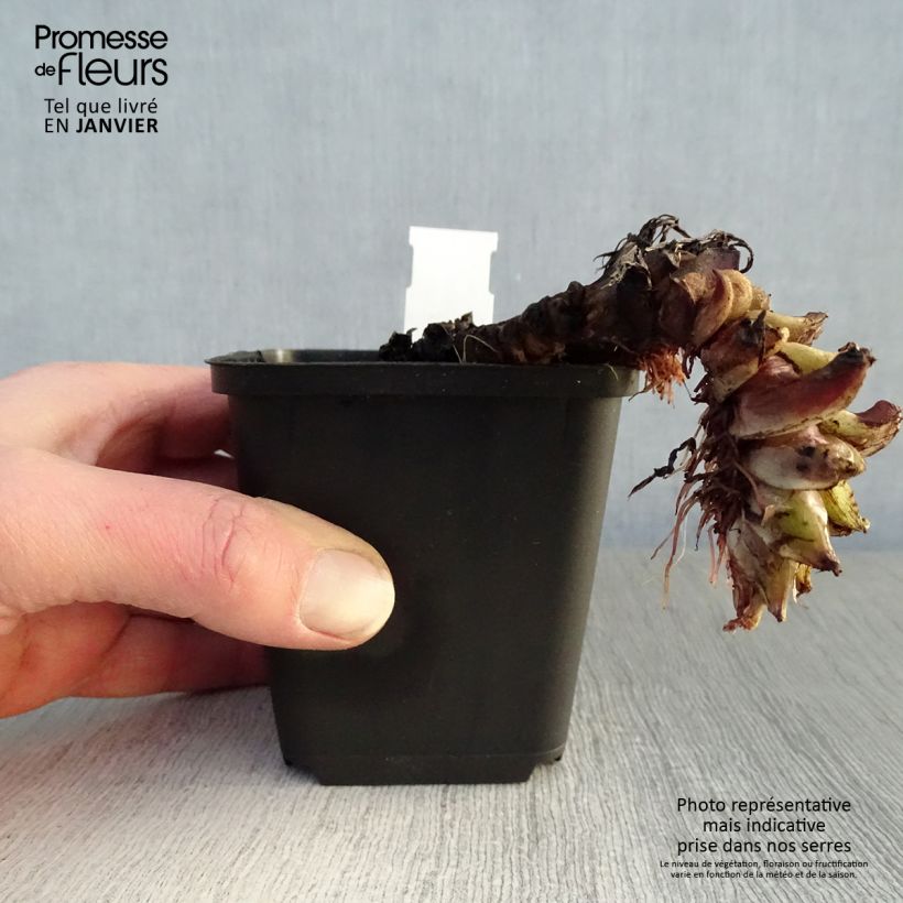 Amostra de Hydrophyllum canadense Vaso de 8/9 cm tal como entregue no inverno