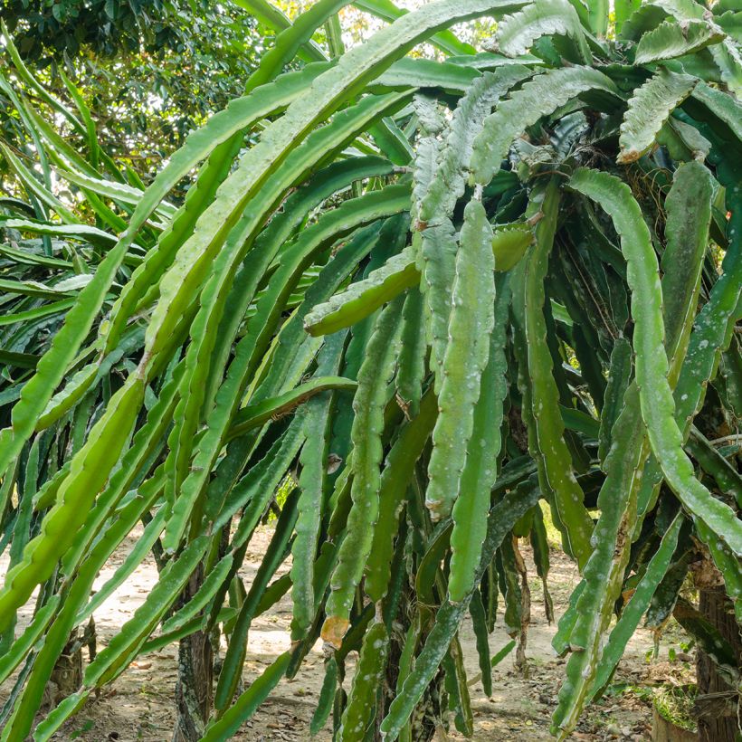 Hylocereus undatus - Pitaya, fruto do dragão vermelho (Folhagem)