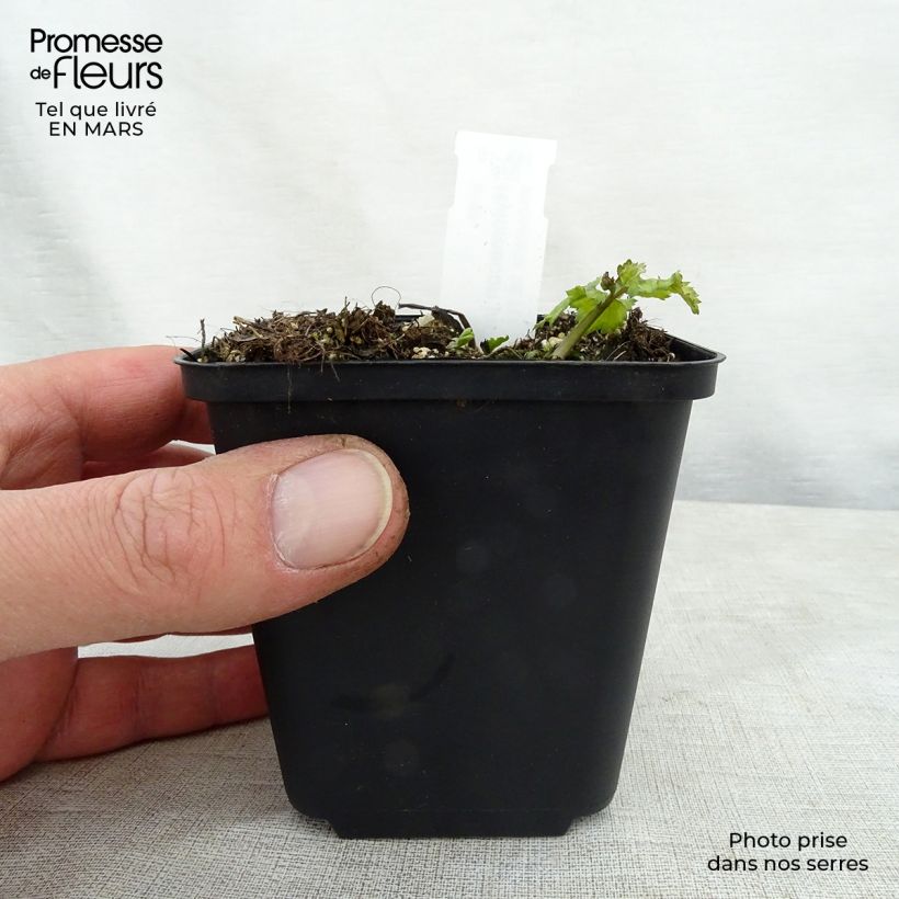 Amostra de Hylomecon japonica Vaso de 8/9 cm tal como entregue na primavera