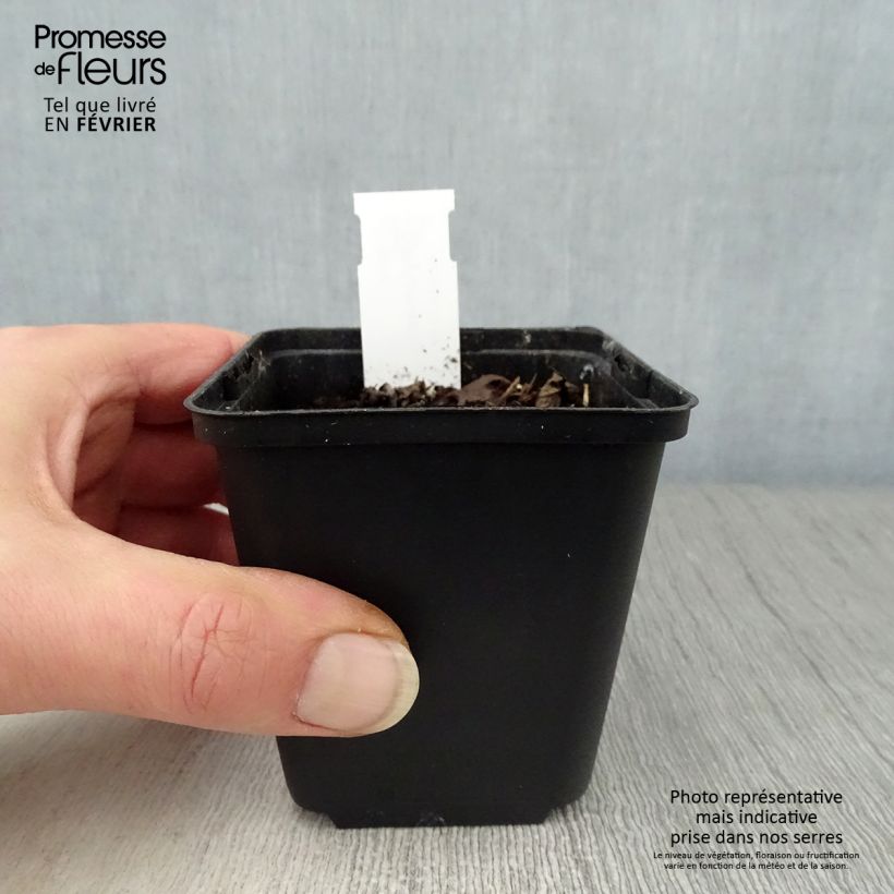 Amostra de Hylomecon japonica Vaso de 8/9 cm tal como entregue no inverno