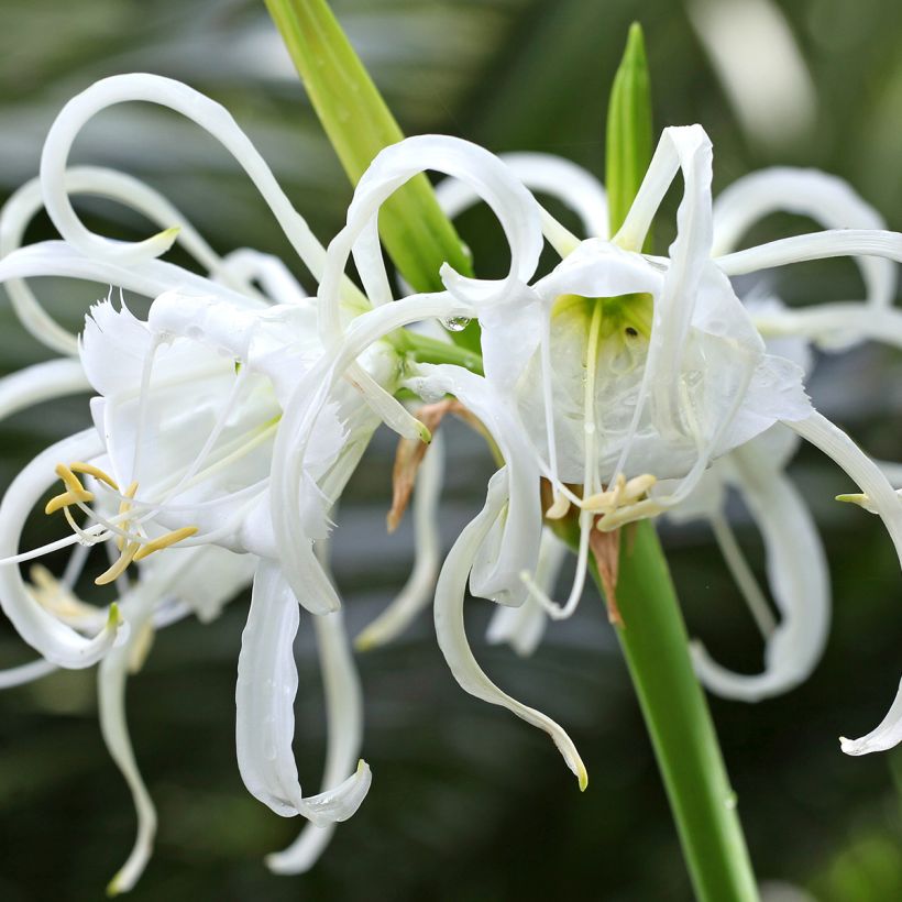 Hymenocallis festalis Zwanenburg (Floração)