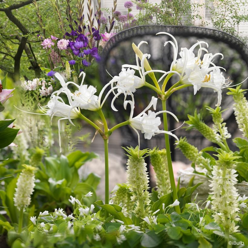 Hymenocallis festalis Zwanenburg (Hábito)