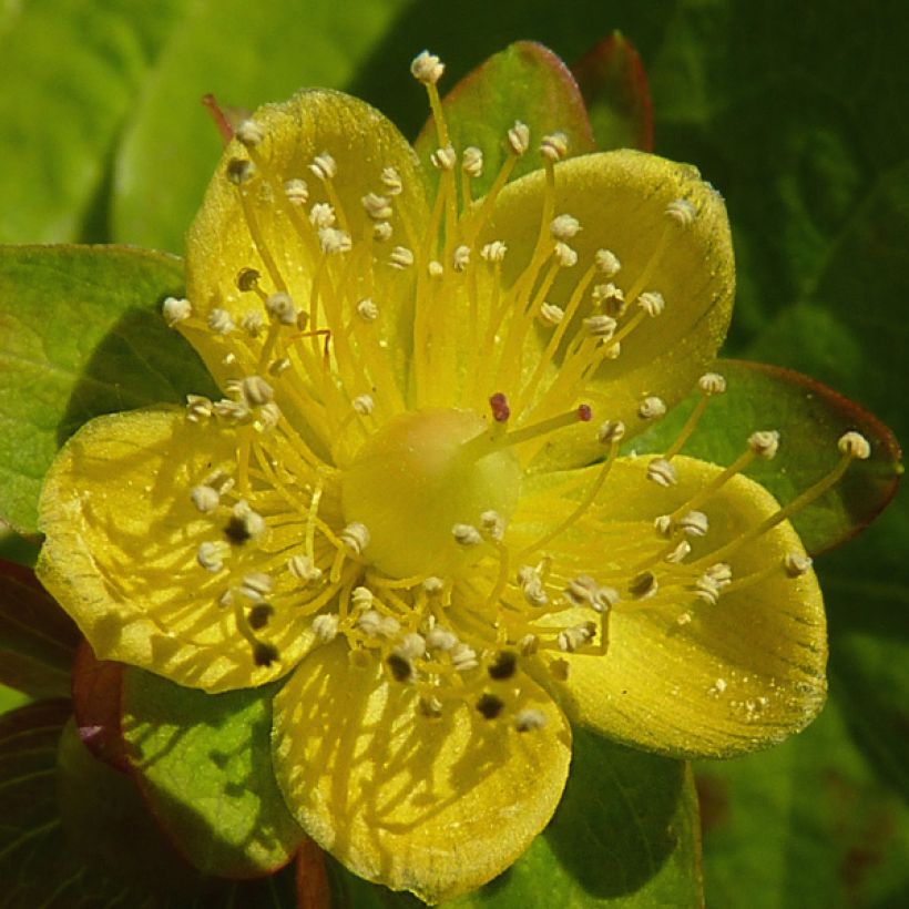 Hypericum inodorum Golden Beacon (Floração)