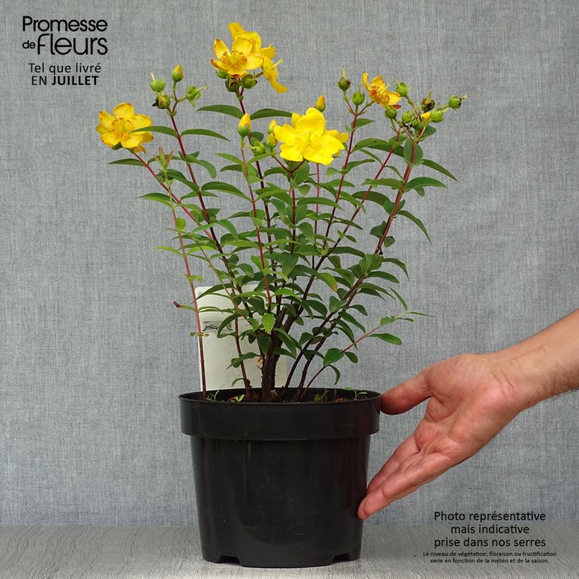 Amostra de Hypericum Hidcote Vaso de 2 L/3 L tal como entregue no verão