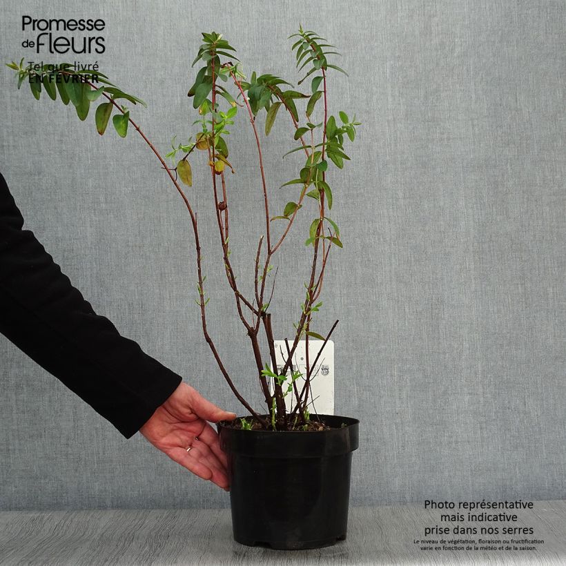 Amostra de Hypericum Hidcote Vaso de 2 L/3 L tal como entregue no inverno