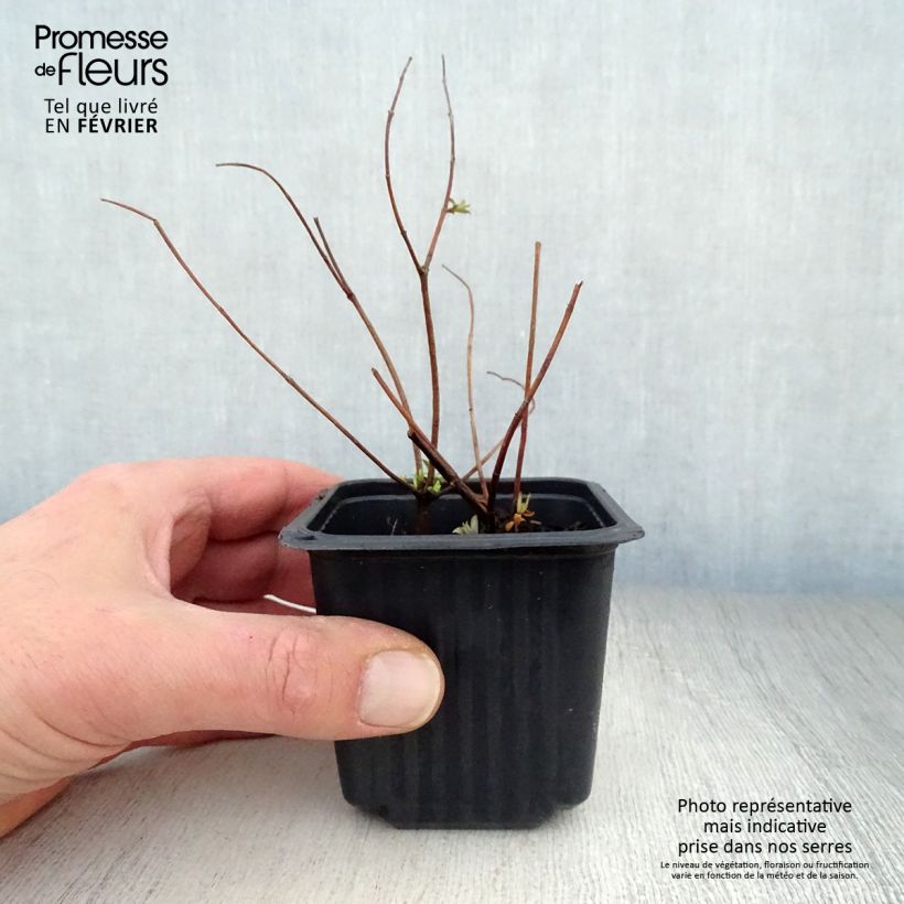 Amostra de Hypericum Hidcote Vaso de 8/9 cm tal como entregue no inverno