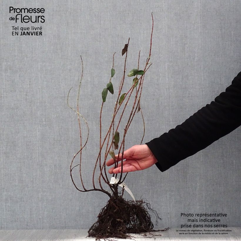 Amostra de Hypericum Hidcote Raízes nuas tal como entregue no inverno