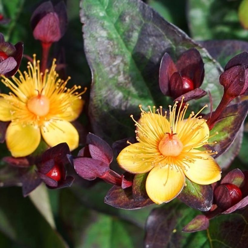 Hypericum Miracle Night (Floração)