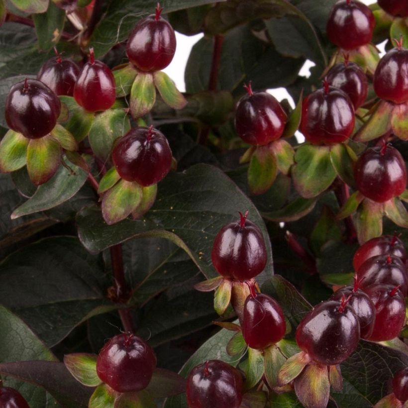 Hypericum Miracle Night (Colheita)