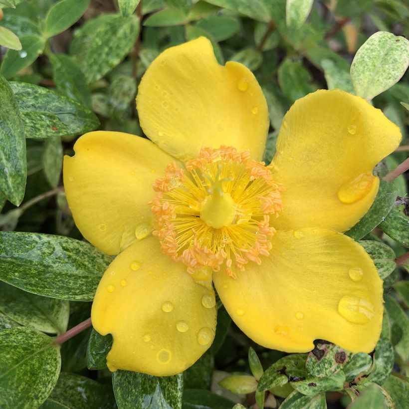 Hypericum Radiance (Floração)