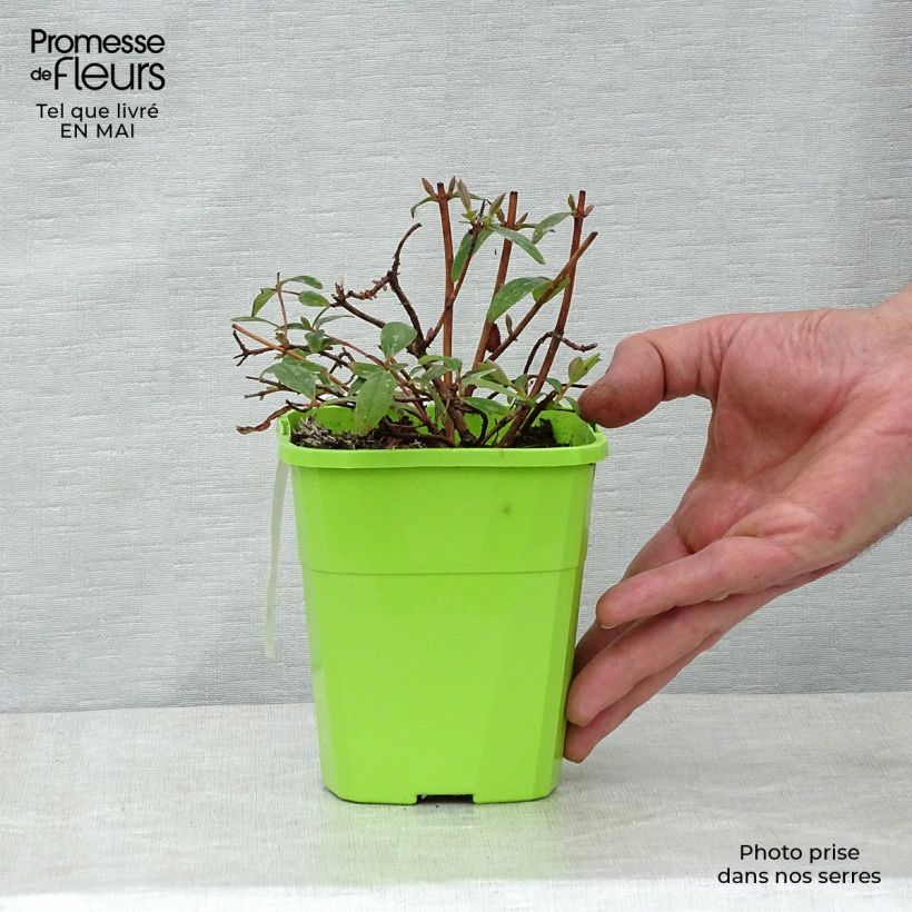 Amostra de Hypericum Radiance Vaso de 1 L/1,5 L tal como entregue na primavera