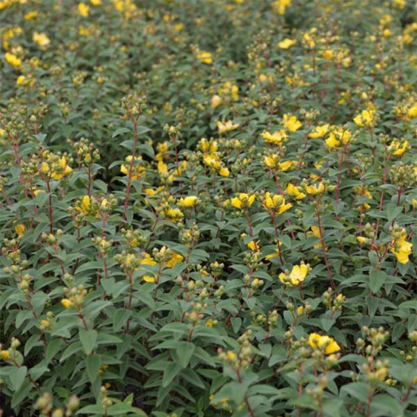 Hypericum Hidcote (Folhagem)