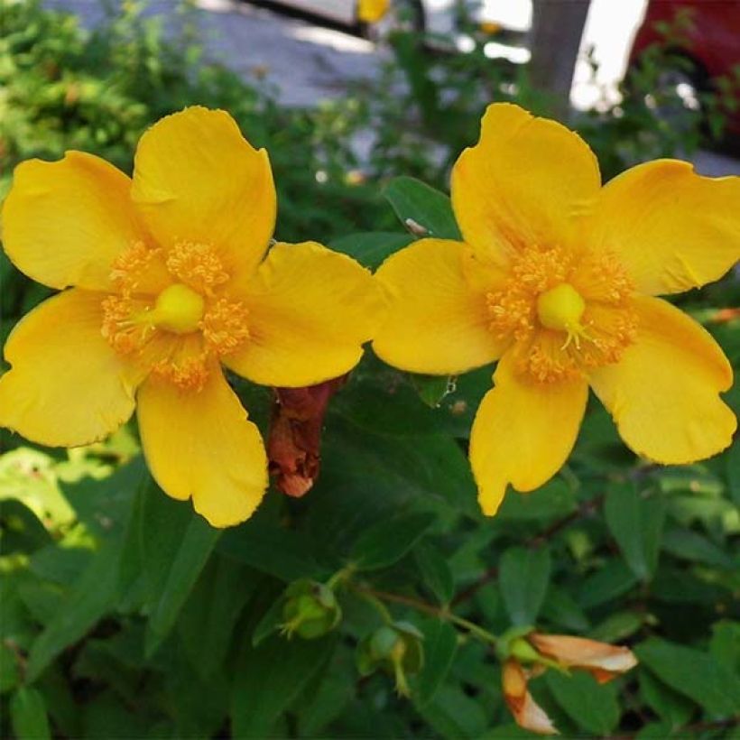 Hypericum Hidcote (Floração)