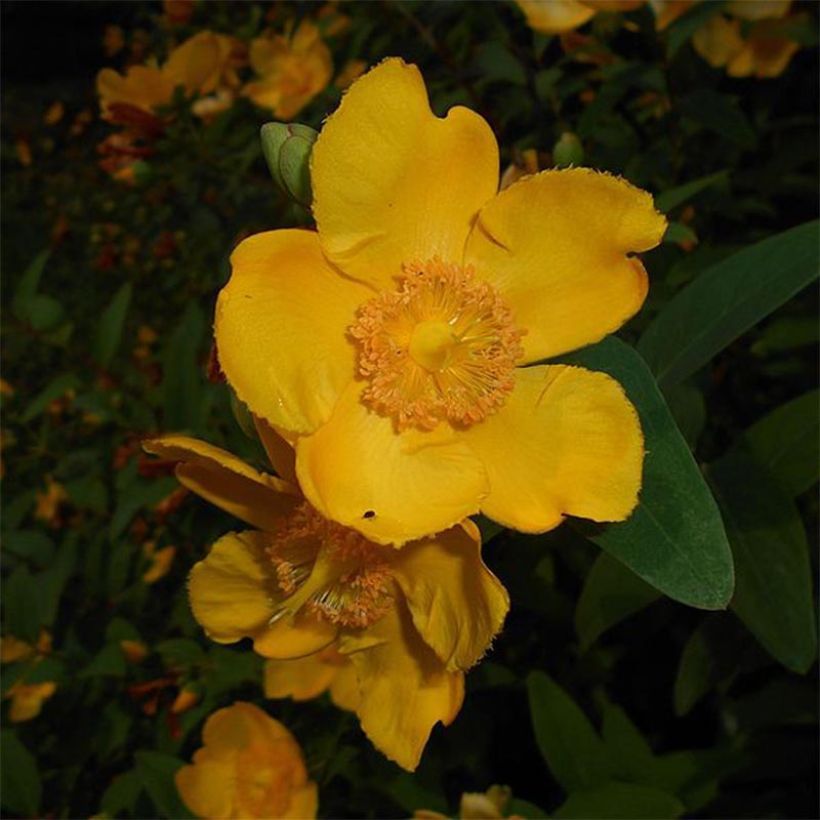 Hypericum moserianum (Floração)