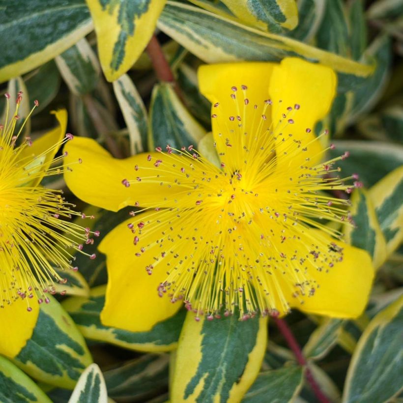 Hypericum calycinum Carnival (Floração)