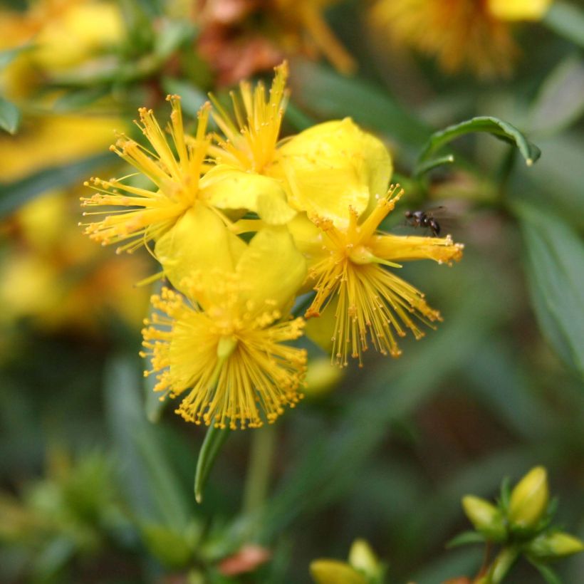 Hypericum densiflorum Buttercup (Floração)
