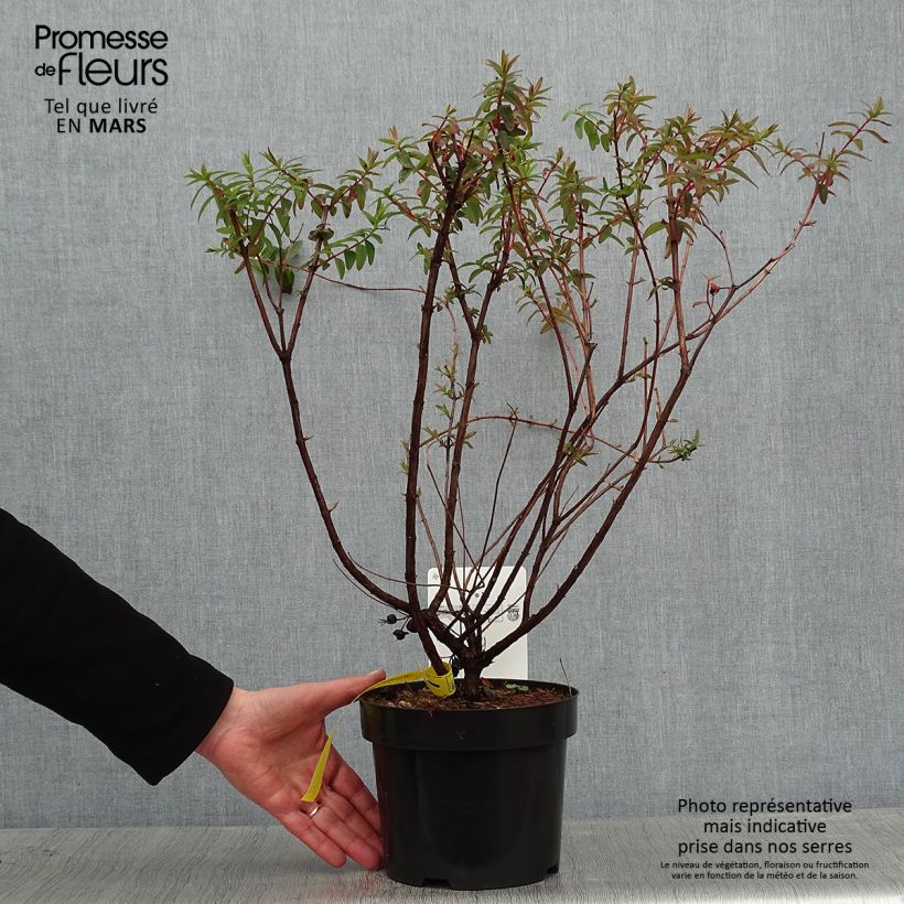 Amostra de Hypericum dummeri Peter Dummer Vaso de 3 L/4 L tal como entregue no inverno