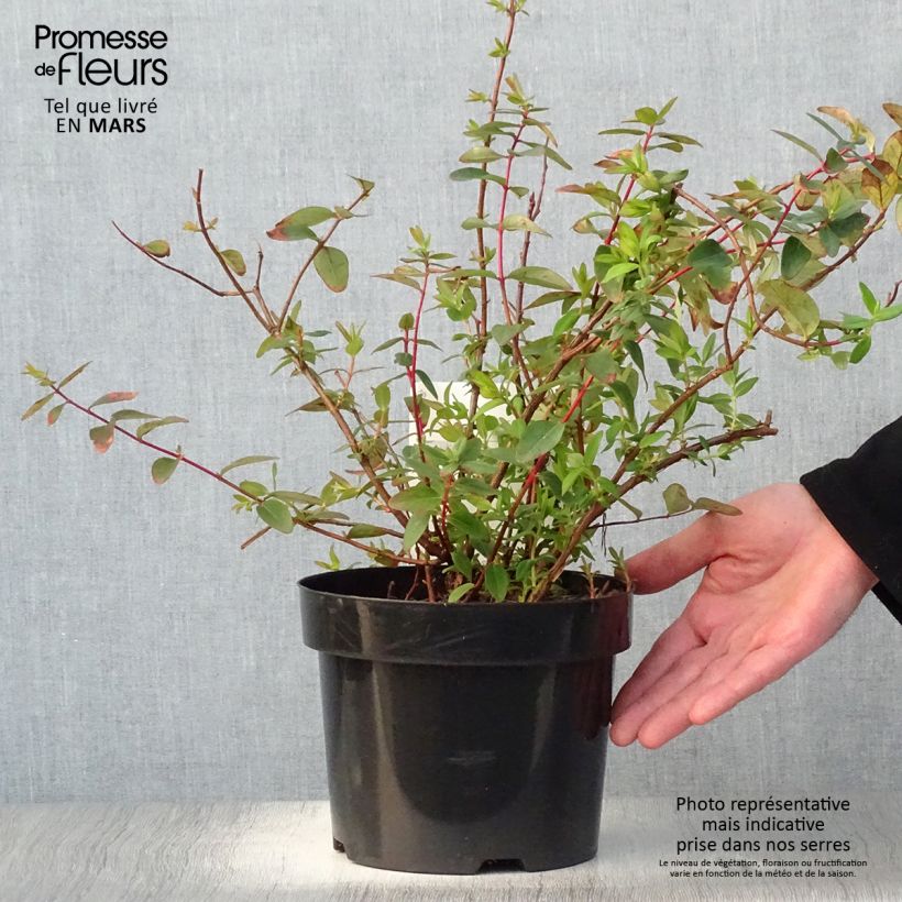 Amostra de Hypericum dummeri Peter Dummer Vaso de 3 L/4 L tal como entregue na primavera