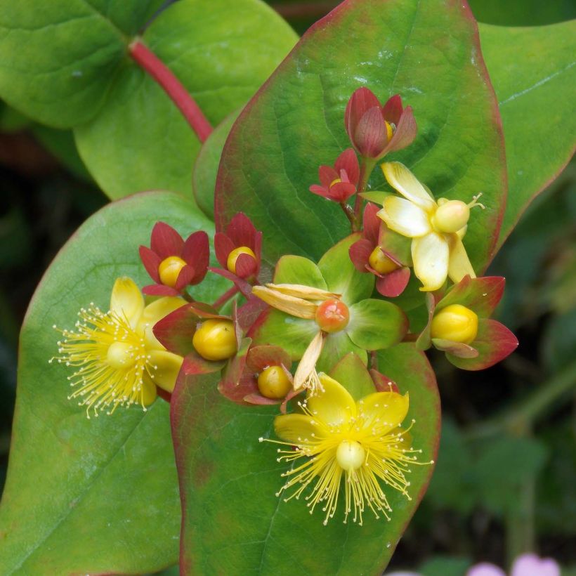 Hypericum inodorum Elstead (Floração)