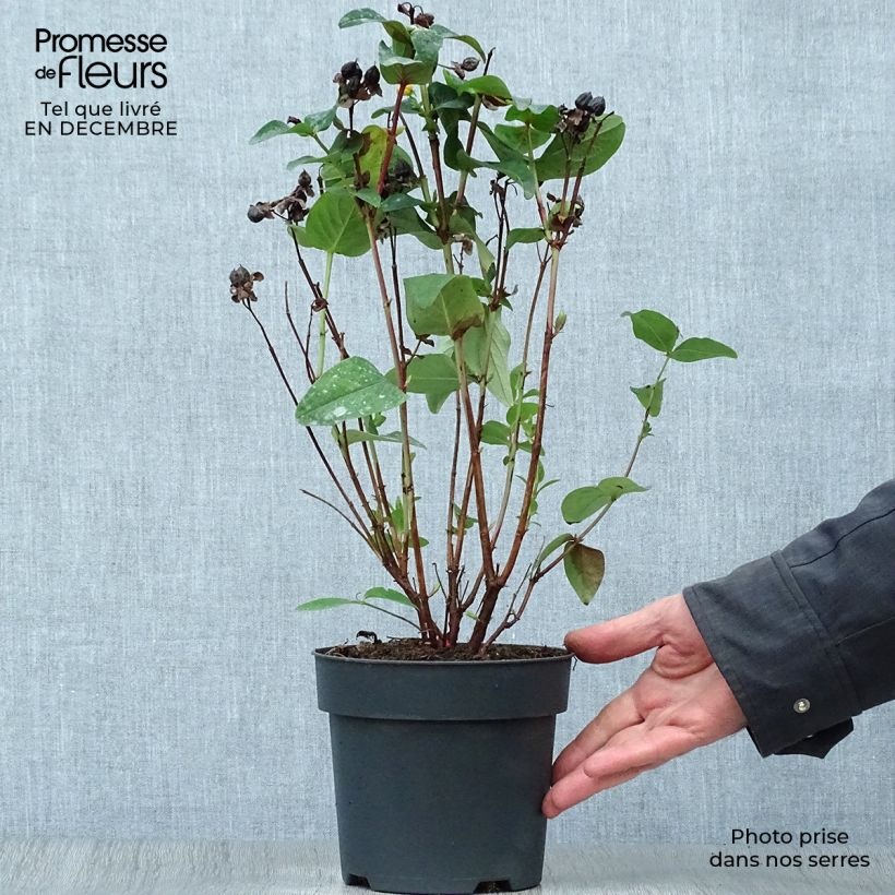 Amostra de Hypericum inodorum Magical Red Flame - Millepertuis Vaso de 2 L/3 L tal como entregue no inverno