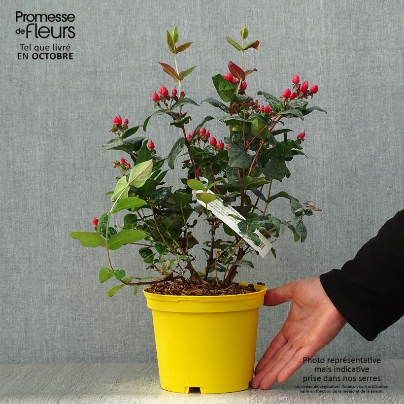 Amostra de Hypericum inodorum Magical Red Flame Vaso de 2 L/3 L tal como entregue no outono