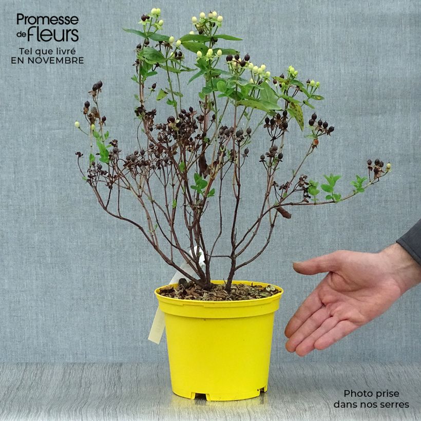 Amostra de Hypericum inodorum Magical Sunshine Vaso de 2 L/3 L tal como entregue no outono