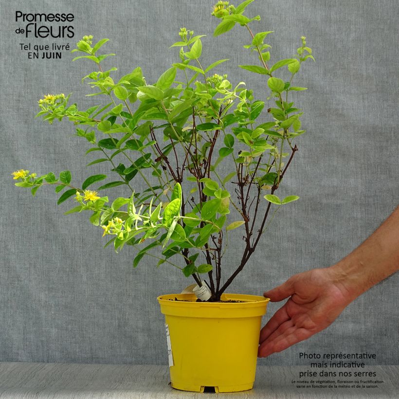 Amostra de Hypericum inodorum Magical Sunshine Vaso de 2 L/3 L tal como entregue no verão
