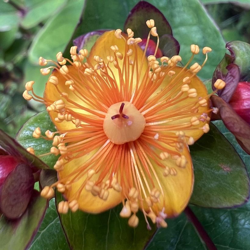 Hypericum inodorum Magical Universe (Floração)