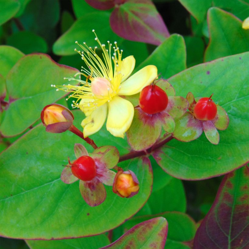 Hypericum inodorum Rheingold (Floração)