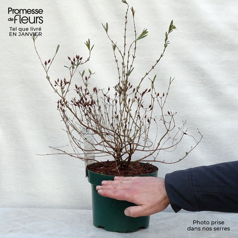 Amostra de Hypericum kalmianum Blue Velvet - Millepertuis Vaso de 2 L/3 L tal como entregue no inverno