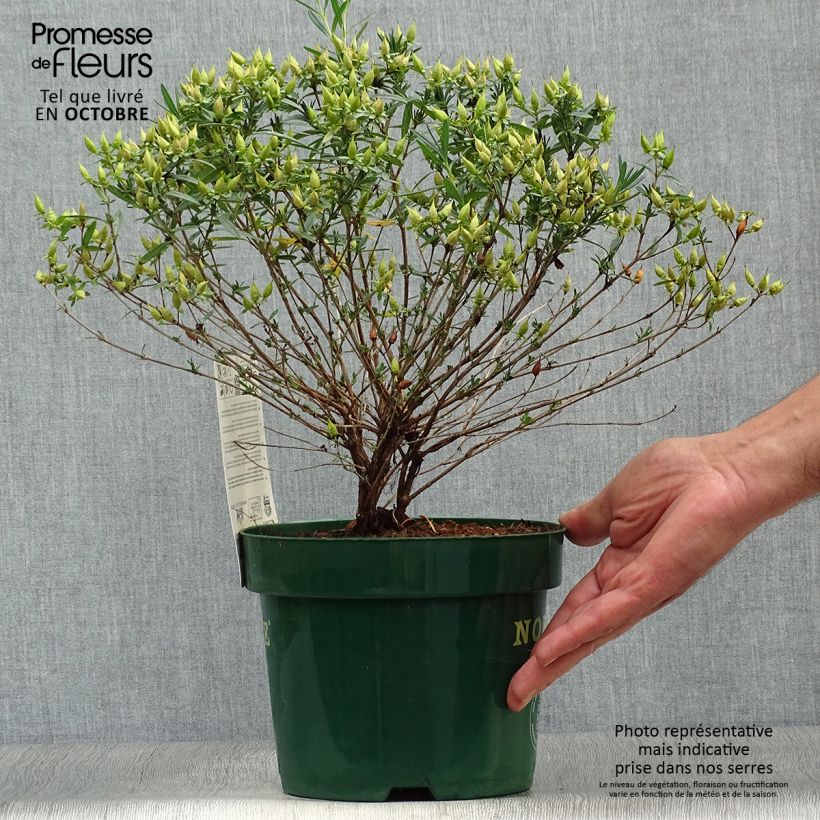 Amostra de Hypericum kalmianum Blue Velvet Vaso de 2 L/3 L tal como entregue no outono