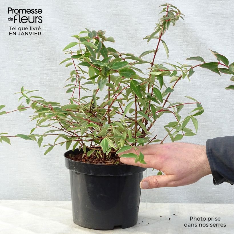 Amostra de Millepertuis tricolore - Hypericum moserianum Tricolor Vaso de 3 L/4 L tal como entregue no inverno