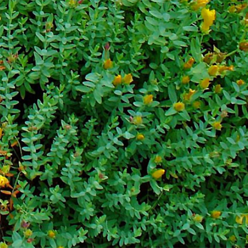 Hypericum olympicum (Folhagem)