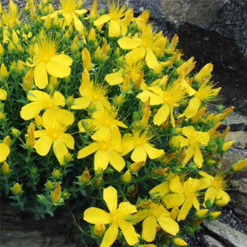 Hypericum olympicum (Floração)